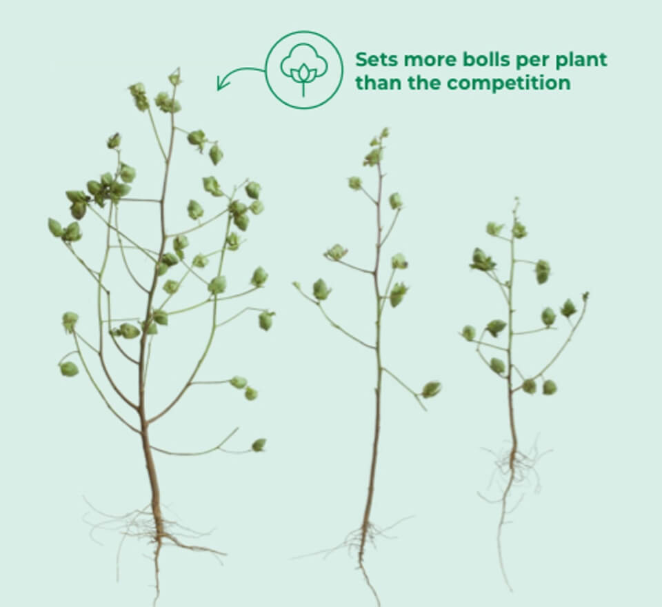 Sets more boils per plant than the competition